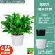 思蘭綠蘿盆栽大盆景室內(nèi)新房吸除甲醛鮮活綠植物花卉長藤大葉綠籮批發(fā) 180大白北歐風(fēng)盆儲水【4盆】10肥