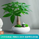 綠蔭巷子發(fā)財樹盆栽室內客廳桌面綠植小盆景三桿發(fā)財樹苗招財樹植物花卉 【瓷圓盆】單桿+熊貓+布景擺件