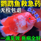 鸚鵡魚專用藥治血紅白點(diǎn)病頭洞水霉病長白毛爛鰭爛尾病消毒殺菌液 買2送1【強(qiáng)效裝 當(dāng)晚見效】發(fā)三盒