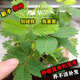 花種子 含羞草種子 多年生含羞草春夏易種植庭院室內(nèi)陽(yáng)臺(tái)盆栽花卉 含羞草種子【100?！? title=