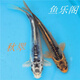 AIPHAROW精品活體觀(guān)賞魚(yú)大型錦鯉活魚(yú)淡水魚(yú)純血統大正紅白三色孔雀龍鳳苗 8-10cm秋翠錦鯉1條