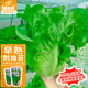 IDEAL理想農(nóng)業(yè) 生菜種子四季耐寒耐抽苔半結球生菜籽基地品質(zhì)大罐規(guī)格
