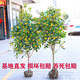 亦運林篆 桂花樹(shù)苗金桂丹桂八月桂四季桂盆栽地栽花卉大型庭院綠植庭院花 2年苗40厘米高（1棵價(jià)格）
