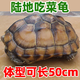 妙普樂超大吃菜龜陸地巨型草龜吃菜龜活體特大烏龜活體小龜苗寵物大型罕 5-6厘米 一公一母兩只【推薦】