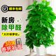 臨雅大葉綠蘿柱客廳綠植大盆栽天堂鳥(niǎo)發(fā)財樹(shù)室內新房除甲醛大型植物 綠蘿柱1.2-1.4米[白色螺紋盆]