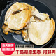 野生河蚌肉新鮮貝殼肉天然鮮活現(xiàn)殺人工去殼河歪子水產(chǎn)生鮮蛤蜊肉 河蚌肉【5斤裝】