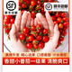 順豐包郵正宗釜山88玲瓏櫻桃水果小番茄西紅柿新鮮生吃千禧小番茄 小番茄 5斤