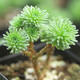 鑫干和（xinganhe）多肉植物組合盆栽多肉室內(nèi)盆栽綠植花卉室內(nèi)桌面植物 球松