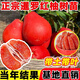 以琛泰國暹羅紅柚三紅柚樹苗紅皮香柚子紅心純甜南北方果樹苗當(dāng)年結(jié)果 推薦5年苗當(dāng)年結(jié)果