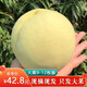 現摘白玉冬桃5斤大白桃冬桃脆桃應季水果映霜紅白玉桃子水密禮盒 特大果6兩+【送禮佳品】