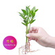沃繡 水培植物綠植室內水養花卉盆栽銅錢(qián)草 竹柏3棵 不含盆