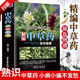 【官方正版】精編中草藥原色圖譜精裝中草藥野外識(shí)別彩色高清速查圖鑒百科1500種中藥材大圖譜700圖書籍精編中國藥典中藥原色圖譜中國藥材圖鑒本草綱目中醫(yī)學(xué)書籍中藥材大全300余種常用中草藥保健養(yǎng)生大全 