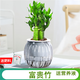 綠有意綠蘿籮發(fā)財樹綠植盆栽花卉室內(nèi)吸除甲醛桌面水培懶人植物四季好養(yǎng) 【灰色南瓜】富貴竹