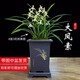 劉閣蘭花四季素心大鳳素現(xiàn)帶花苞出售有香味的花苗室內(nèi)陽(yáng)臺(tái)綠植物花卉盆栽 5-8苗帶花苞帶黑色四方仿紫砂盆