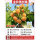 花棯樹(shù)莓苗覆盆子樹(shù)苗南北方種植庭院陽(yáng)臺盆栽地栽果樹(shù)苗紅黑樹(shù)莓苗木 金秋黃5年苗正宗品種 結果多多 60cm(含)-130cm(含)