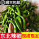 辰實(shí)【發(fā)順豐】東北新鮮辣椒 青辣椒 辣妹子農(nóng)家小辣椒現(xiàn)摘特產(chǎn)蔬菜 1斤