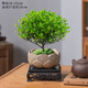 花翁室內綠植盆栽紫檀花卉 小葉赤楠盆景+蓮花陶盆+底座源頭直發(fā)