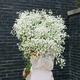 滿天星真花鮮花云南直發(fā)批發(fā)擺地?cái)倢Ｓ没ㄋ湍信笥讶藡D女節(jié) 白滿天星 半斤新鮮滿天星