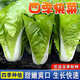 奶油快菜種子種籽四季小白菜菜園陽臺盆栽易種植耐寒耐熱蔬菜種子 奶油快菜種子【1袋】約800粒