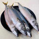青占魚魚大號(hào)大鲅魚活鮐鲅魚馬鮫魚大整條冷凍馬鮫魚特大號(hào) 2500g