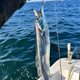 【海釣帶魚】象山石浦舟山當(dāng)天海釣鮮活大帶魚 小眼睛帶魚500g 海釣帶魚【1條/斤】 1斤
