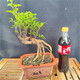 微小石榴樹(shù)苗結果盆景提根造型小品素材花卉園藝綠植物矮霸樁盆栽可以聯(lián)系客服選圖片 一物一拍203 帶盆栽好