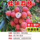 荔枝苗果樹(shù)苗桂味糯米糍妃子笑無(wú)核荔枝樹(shù)苗南北方種植 當年結果 桂味荔枝 四年苗 高度 【100-110cm】