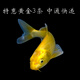 毛如意錦鯉魚(yú)活魚(yú)冷水淡水魚(yú)苗觀(guān)賞魚(yú)金魚(yú)小型好養耐活紅鯉魚(yú) 特惠：6-8黃金錦鯉3條 中通快遞