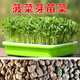芽苗菜專(zhuān)用種子白蘿卜油葵香椿苜蓿紫蘇亞麻香菜菠菜速生無(wú)土水培 菠菜種子100克（芽苗菜專(zhuān)用）