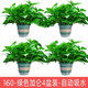 泰西絲綠蘿盆栽室內客廳辦公室綠植花卉水培植物懶人吸水爬藤綠籮 160#綠色加侖吸水盆綠蘿4盆裝 花盆直徑規格大小