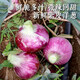 密農(nóng)人家新鮮紫皮洋蔥 農(nóng)家蔥頭 紫色洋蔥 微辣微甜蔬 新鮮蔬菜 500g