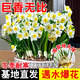 春枝韻漳州水仙花種球種子水養土培花卉球根大球室內外冬季水培植物盆栽 漳州水仙花種球大球8個(gè)+肥料