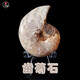 天然齒菊石螺化石原石礦石標本海洋古生物動(dòng)物植物真禮品客廳擺件 CJS-隨機款實(shí)物非此圖發(fā)160元的