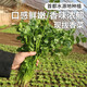 密農人家新鮮香菜 老品種農家香菜 味濃 調味佳品 時(shí)令菜 新鮮蔬菜 100g