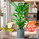 植男植女天堂鳥盆栽客廳室內(nèi)大型落地綠植辦公室大葉植物鶴望蘭源頭直發(fā)