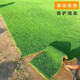 芳東新鮮草皮真草坪帶泥土四季青草坪庭院綠化/四季青1平方源頭直發(fā)