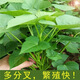 細辛廣西新鮮吃葉四季紅薯苗種子食用地瓜葉苗專(zhuān)吃葉子番薯苗種子盆栽 紅薯苗20顆