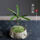 開(kāi)時(shí)果 海島羅漢松指尖微型盆栽 桌面迷你拇指綠植物盆景源頭直發(fā)包郵 羅漢松（海島礁石盆+苔蘚）