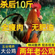 大公雞新鮮現(xiàn)殺山間農(nóng)村家散養(yǎng)雞土公雞童子雞溜達(dá)雞老公雞 5斤   一只裝