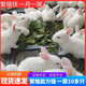 兔子活體大型肉兔月月兔家養新西蘭兔比利時(shí)肉兔小苗一公一母 新西蘭大型肉兔【火爆】 兩只【1公1母】