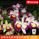 劉閣蘭花蘭花苗 澳洲七彩石斛蘭 冬帶花苞出售潑墨香水石斛室內外花卉盆栽 玉嬌龍石斛蘭4苗配瓷白色盆