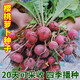 鳳鳴雅世  櫻桃蘿卜種子四季播蔬菜種孑陽盆栽蔬菜種籽迷你水果蘿卜種籽 進口紅星小蘿卜種子10克