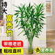 臨雅富貴竹水培植物水養發(fā)財樹(shù)帶根客廳綠植招財轉運竹子花卉盆栽室內 帶根富貴竹高1米6棵