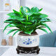 想開(kāi)大葉綠公主金鉆盆栽辦公室內客廳四季常綠好養易活植物桌面綠植 【客廳推薦】金鉆+青花1010