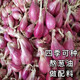 囧仙子四川新鮮小香蔥干紅蔥頭四季蔥紅火蔥榨蔥油酥5斤 紅蔥頭5斤 大個