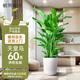 植男植女天堂鳥(niǎo)盆栽客廳室內大型落地綠植真花辦公室鶴望蘭源頭直發(fā)
