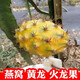 燕窩火龍果苗麒麟果黃龍無(wú)刺火龍果苗盆栽果樹(shù)苗四季結果 燕窩+黃龍各1棵(20-25CM高)