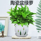 大號綠蘿盆栽梔子花卉室內(nèi)發(fā)金錢財(cái)樹大號白紅掌文竹常春藤加侖陶瓷盆四季常綠好養(yǎng)易活凈化空氣常春藤萬年青 大號綠蘿【郁金香陶瓷盆】 含盆