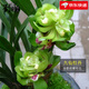 劉閣蘭花冬帶花苞出售 九仙牡丹 精品春蘭花苗奇花品種好養花卉綠植盆栽 5苗連體裸根當年開(kāi)花