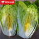 妮姬蘇北大白菜大白菜 新鮮蔬菜 青菜 鮮白菜冬儲(chǔ)大白菜 新鮮黃心菜五 2500g